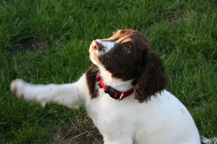 Field Trial spaniel Chanel billede 5