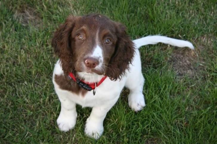 Field Trial spaniel Chanel billede 6
