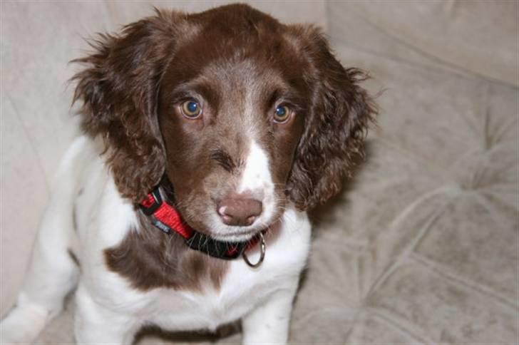 Field Trial spaniel Chanel billede 7