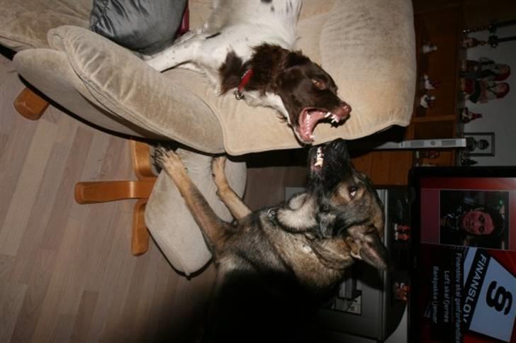 Field Trial spaniel Chanel billede 8