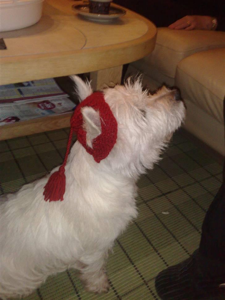 West highland white terrier Matchmaker (Felix) - Felix med nissehue :P billede 19