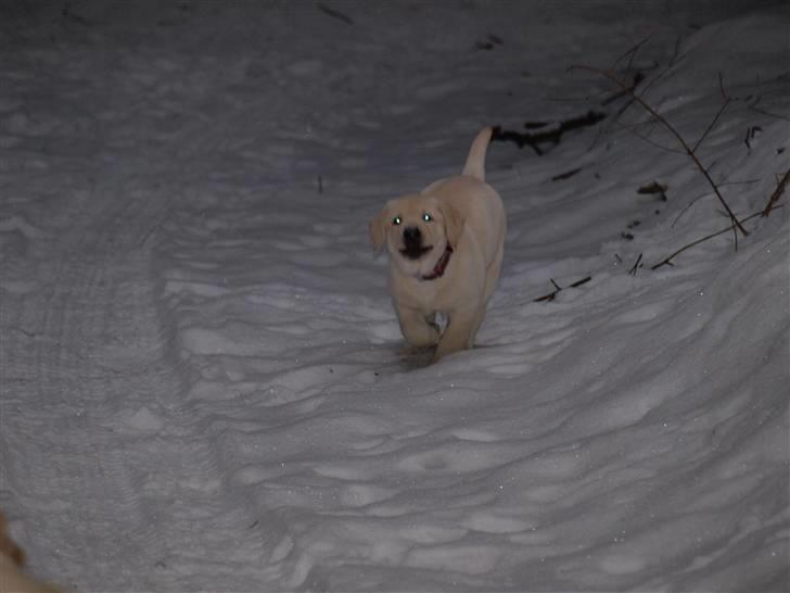 Labrador retriever dejlige debbie(min <3) - debbie som kommer løbende <3 <3 <3 <3  billede 10