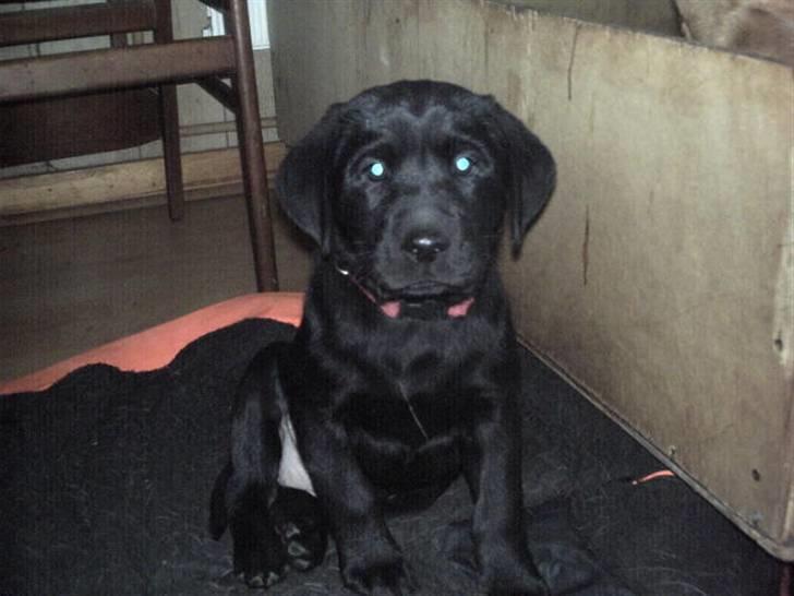 Labrador retriever Kia TimberRoad a Doghouse billede 1