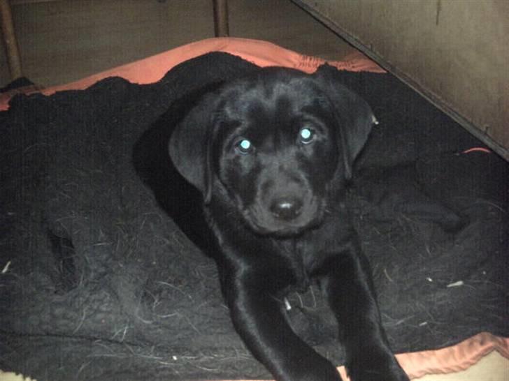 Labrador retriever Kia TimberRoad a Doghouse billede 2