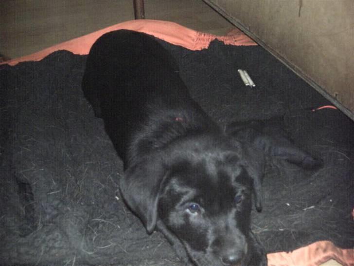 Labrador retriever Kia TimberRoad a Doghouse billede 3