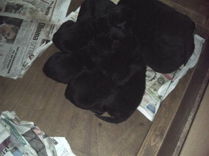 Labrador retriever Kia TimberRoad a Doghouse - Her ligger jeg jo meget trygt ikke  billede 4