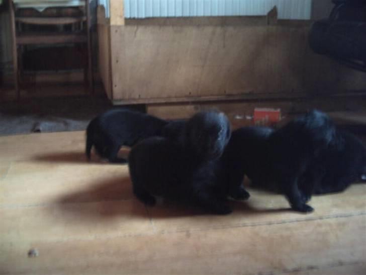 Labrador retriever Kia TimberRoad a Doghouse - jeg er 1 af dem  billede 5
