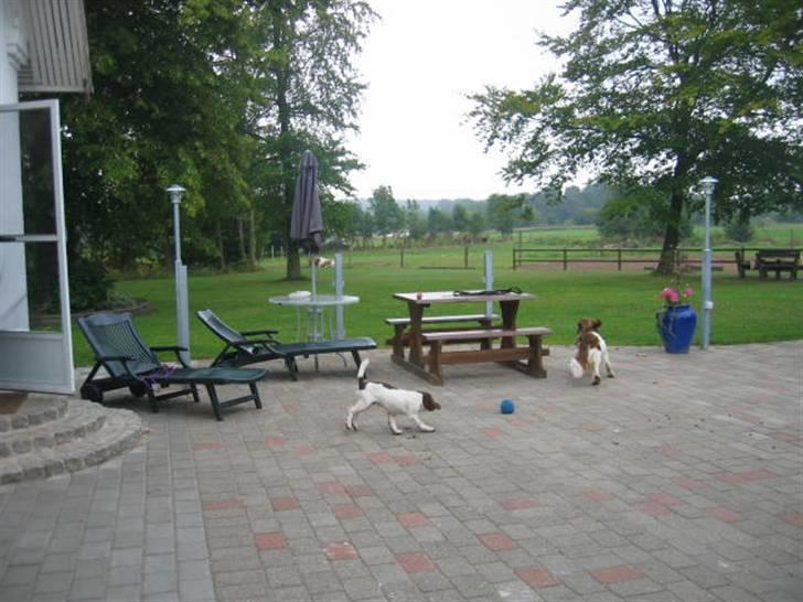 Engelsk springer spaniel Daco billede 7