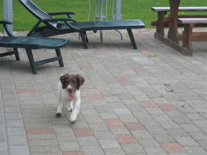 Engelsk springer spaniel Daco billede 8