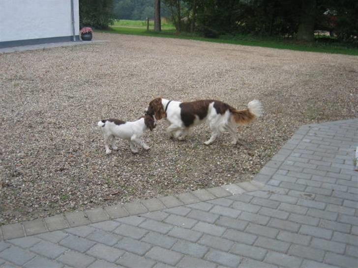 Engelsk springer spaniel Daco billede 9
