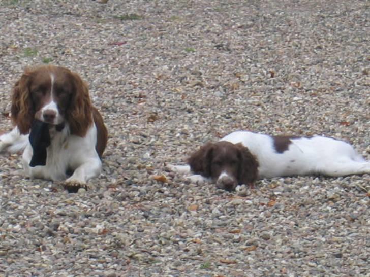 Engelsk springer spaniel Daco billede 10