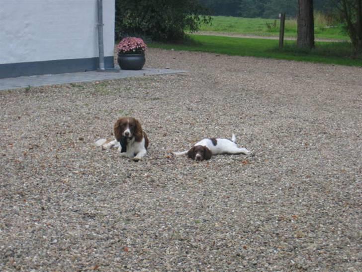 Engelsk springer spaniel Daco billede 11