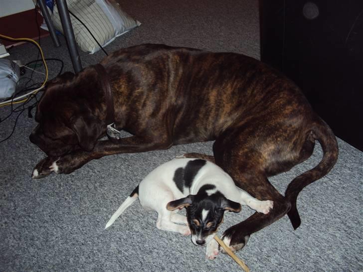 Blanding af racer Kato (Kejdow) - Kato og "storebror" Gibbs billede 5