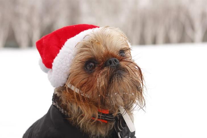 Griffon bruxellois Justice - Nisseposten til juleafslutning i hundeforeningen 5 point er hjemme billede 18