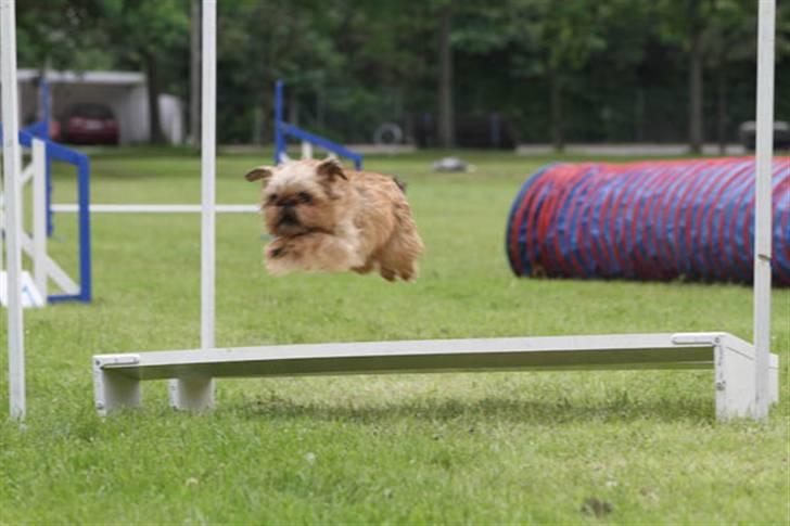 Griffon bruxellois Justice - Justice er meget dygtig til agility billede 19