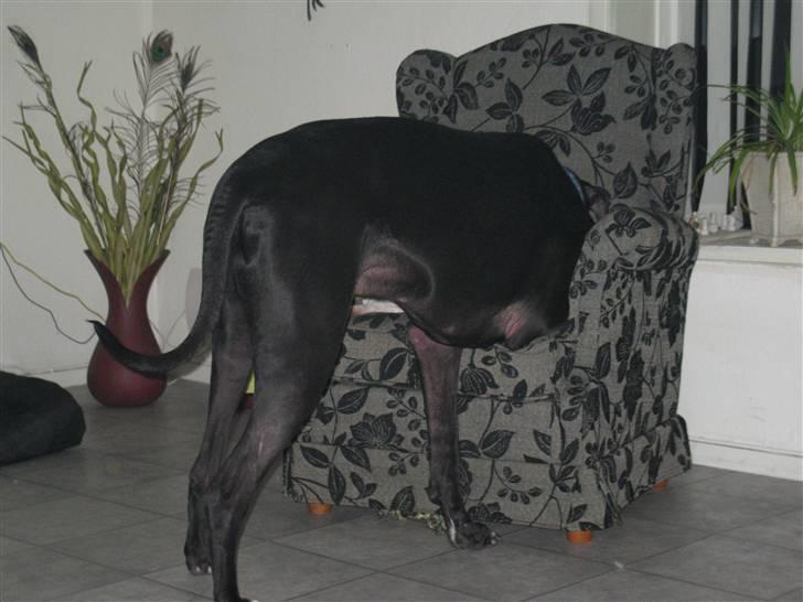 Grand danois hermann - prøver og gemme mig for det kamera billede 15