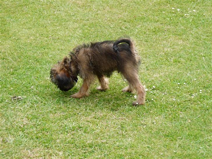 Griffon bruxellois Caprio billede 1
