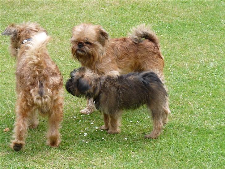 Griffon bruxellois Caprio billede 2