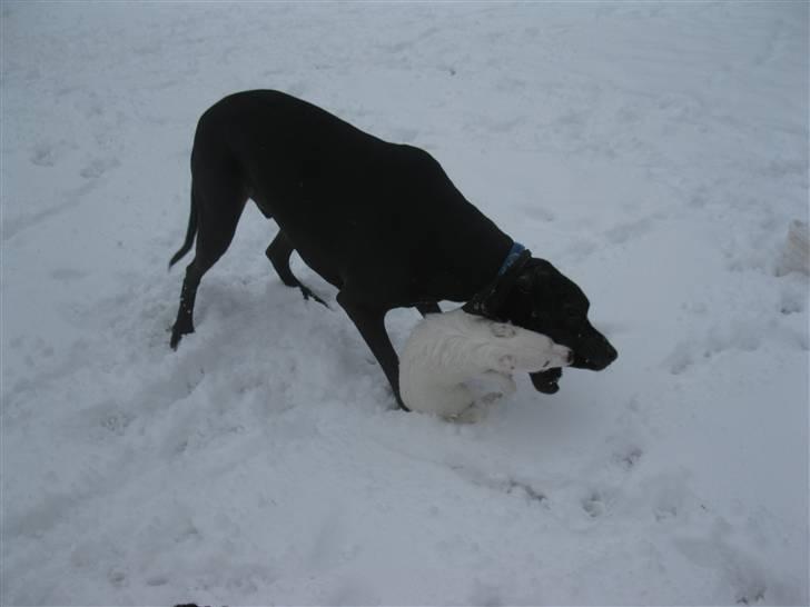 Grand danois hermann - jubii sne,,, elsker det,, billede 17