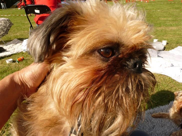 Griffon bruxellois Caprio billede 3