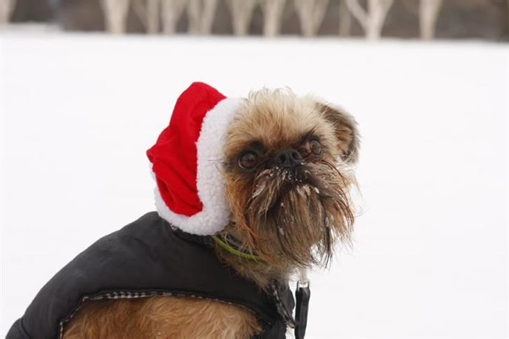 Griffon bruxellois Caprio billede 4