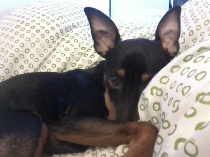 Dvaergpinscher Tyson billede 11