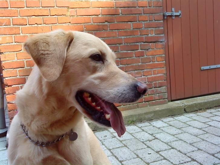 Labrador retriever Terry - Velkommen til Terry´s profil!<3 (Foto: Mig) billede 1
