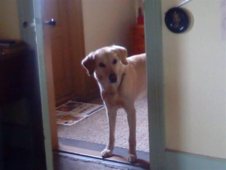 Labrador retriever Terry - Han ved godt han ikke må gå ind før vi siger til :) (Foto: Mig) billede 2