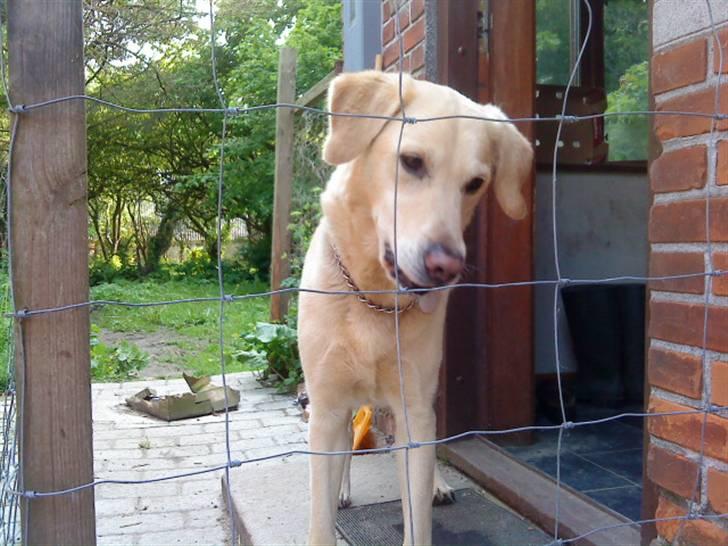 Labrador retriever Terry - Hvad var det? :D (Foto: Mig) billede 3