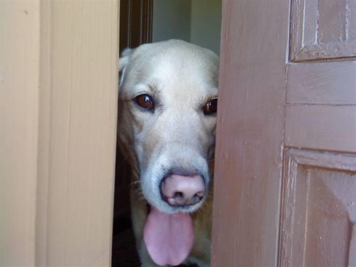 Labrador retriever Terry - Kommer der nogen? :* (Foto: Mig) billede 4