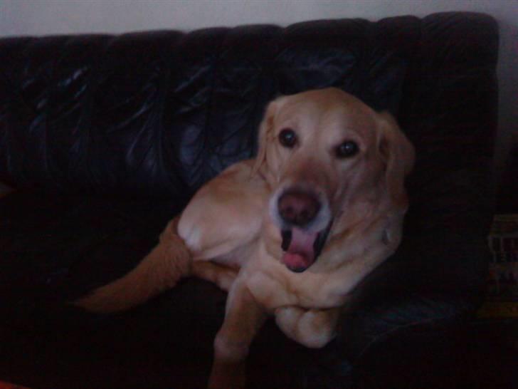 Labrador retriever Terry - Gaaab! (Foto: MIg) billede 5