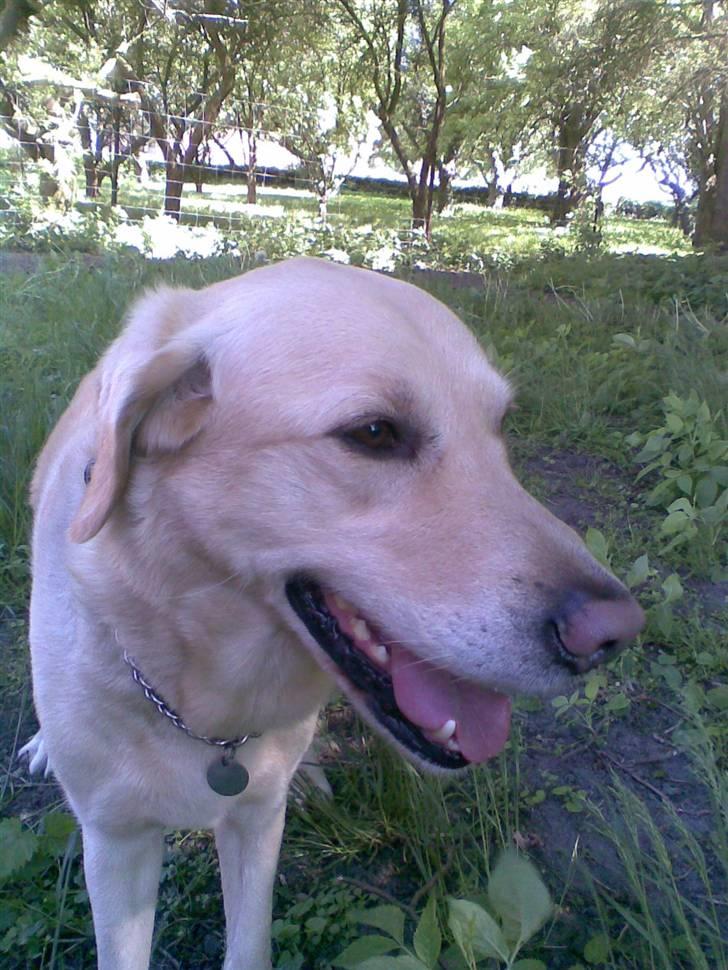 Labrador retriever Terry - Terry i haven :) (Foto: MIg) billede 6