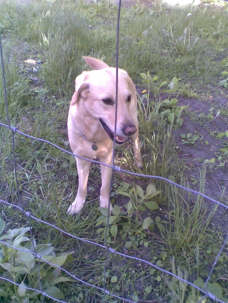 Labrador retriever Terry - Terry i sin hundegård <3 (Foto: Mig) billede 7