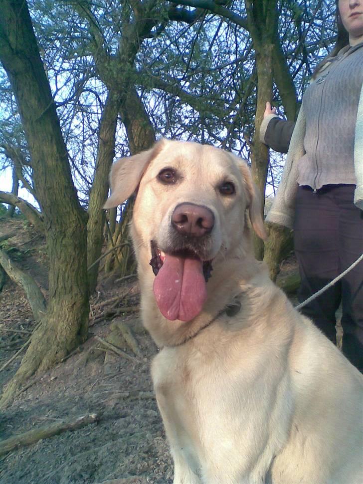Labrador retriever Terry - På tur :) (Foto: Mig) billede 8