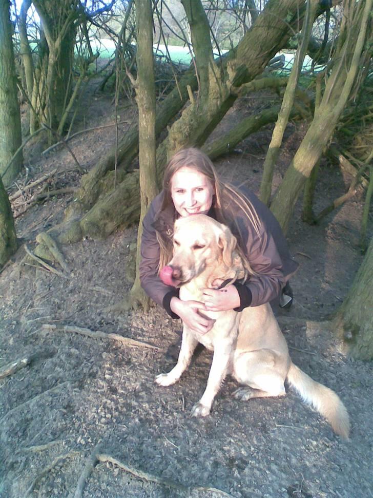 Labrador retriever Terry - På tur i skoven :D (Foto: Elisabeth Bonne Knudsen) billede 11