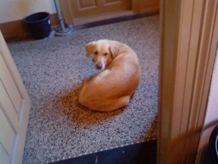 Labrador retriever Terry - Der blev for varmt i stuen ;) (Foto: Mig) billede 13