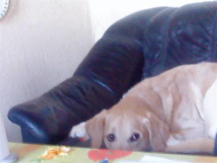 Labrador retriever Terry - Thihi :D (Foto: Mig) billede 14