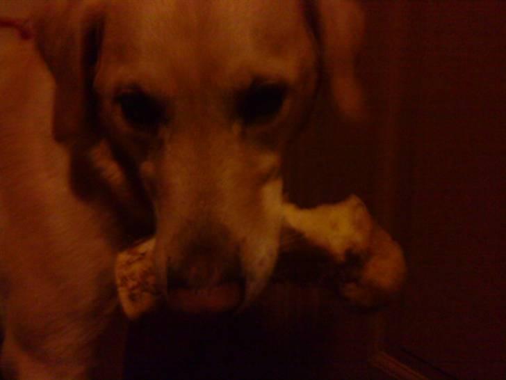 Labrador retriever Terry - Mmmm :P (Foto: Mig) billede 15