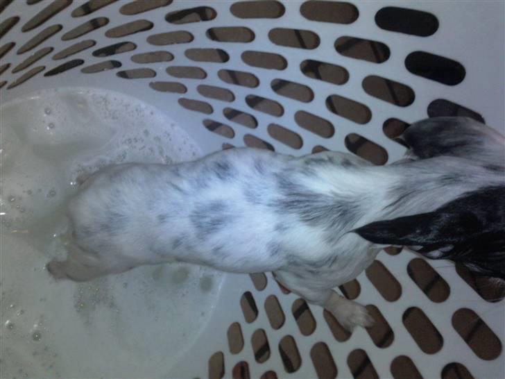 Chihuahua Lerche`s Dine - Dine når hun har været i bad :) billede 20