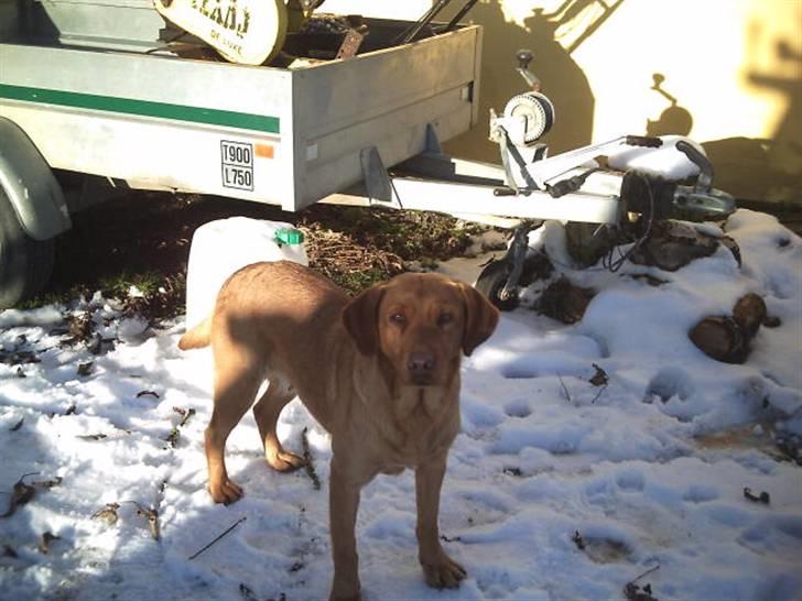 Labrador retriever amber - Skal jeg blive stående her???? billede 1