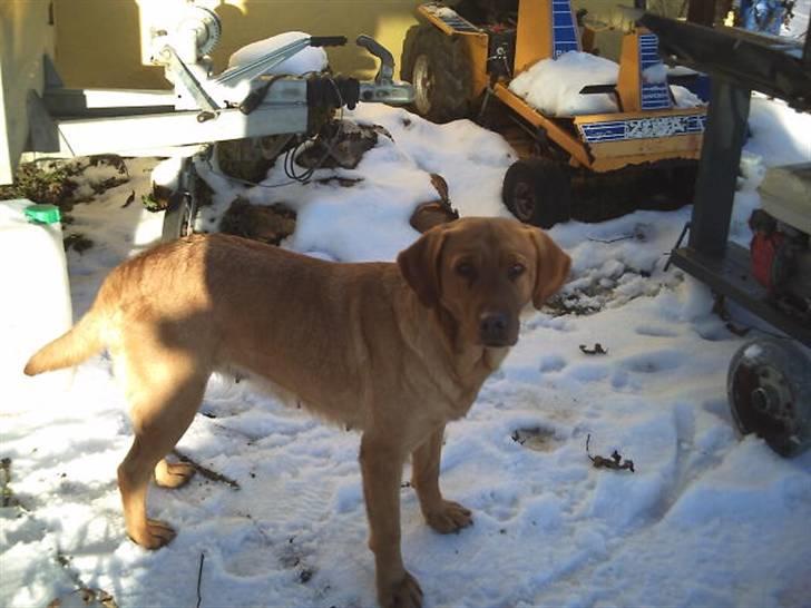 Labrador retriever amber - Der kommer nogle tror jeg . billede 2