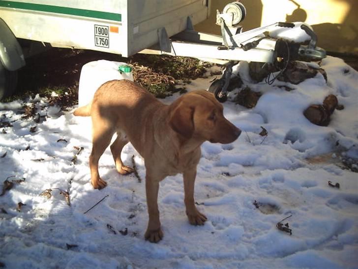 Labrador retriever amber - Hvad laver vi her. billede 3