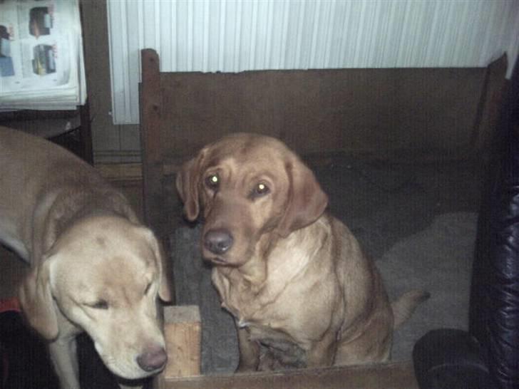 Labrador retriever amber - Det var bedre .Se hvor søde vi er. billede 4