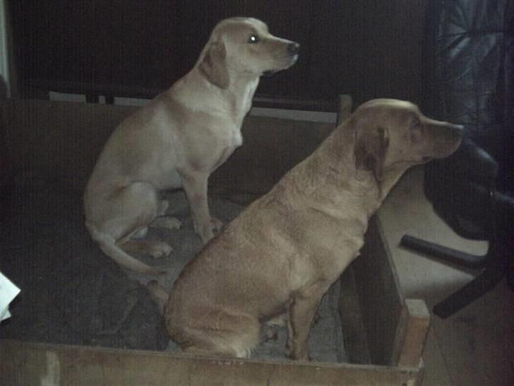 Labrador retriever amber - Se os lige bagfra  Er det et billede at tage. billede 5