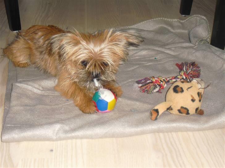 Blanding af racer Charlie  - Kan man se mere uskyldig ud? billede 1