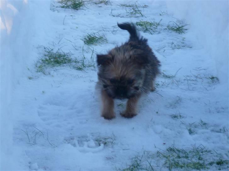 Blanding af racer Charlie  - Sne og små ben er ikke altid sagen :-p billede 2