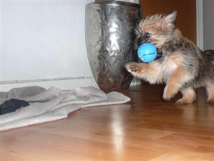 Blanding af racer Charlie  - Der er masser af fart over feltet for lille Charlie  billede 3