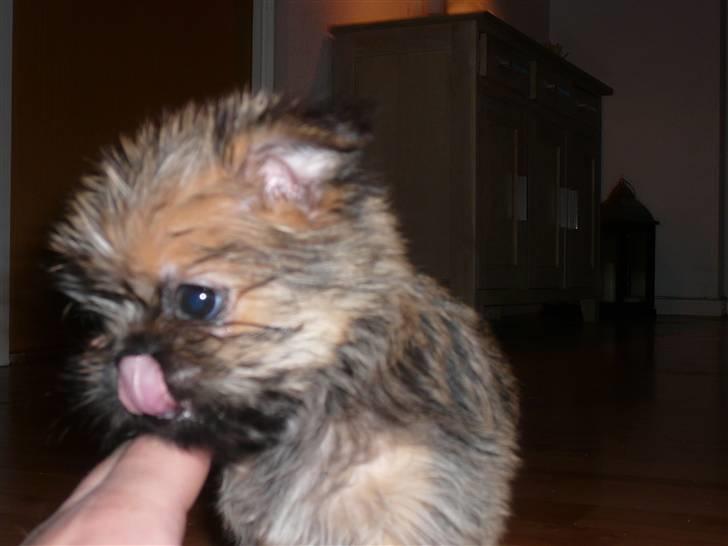 Blanding af racer Charlie  - Charlie forstår virkelig at charme billede 4