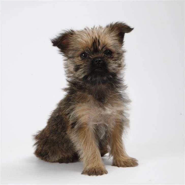 Blanding af racer Charlie  - Tror Charlie kan blive alletiders fotomodel :-)  billede 5