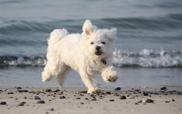 Malteser Carla billede 15